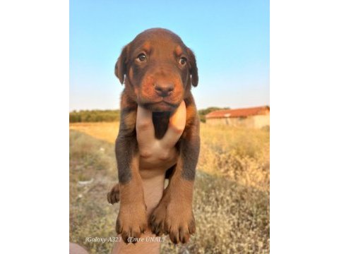 Orjinal king doberman yavrular