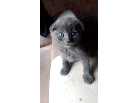 Scottish fold 2 aylık kedimiz