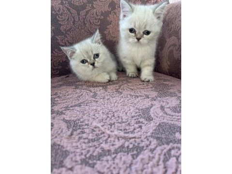 British shorthair blue point
