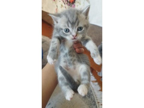 Babası exotic annesi scottish fold