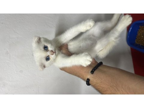 Wc eğitimli sağlıklı scottish fold