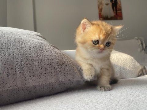 Golden british shorthair kedisi