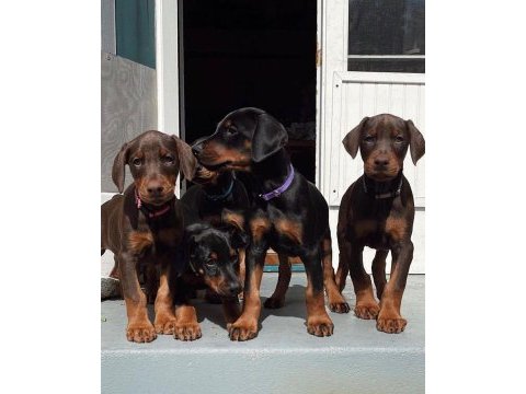 Bibloya gerek yok biblo gibi doberman