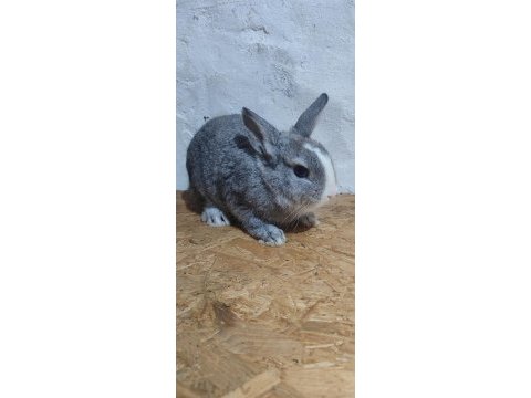 Mavi göz cüce yavru tavşan