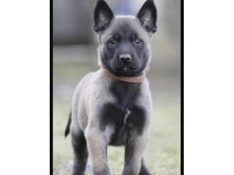 Belçika kurdu köpeğimiz