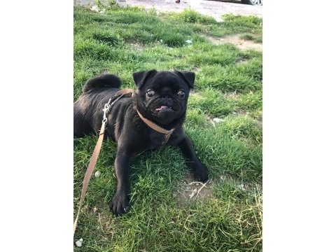 1 yaşında erkek siyah pug
