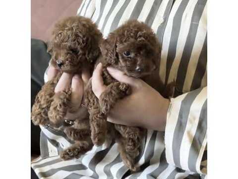 Toy poodle köpeği