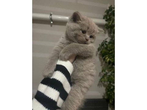 Blue point kan taşıyıcı yavrular british longhair