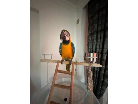 Belgeli kayıtlı a kalite macaw