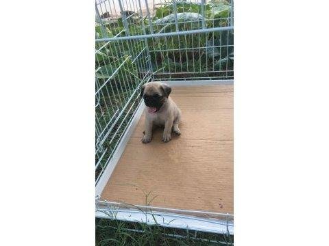 Safkan benli pug yavruları yuva arıyor