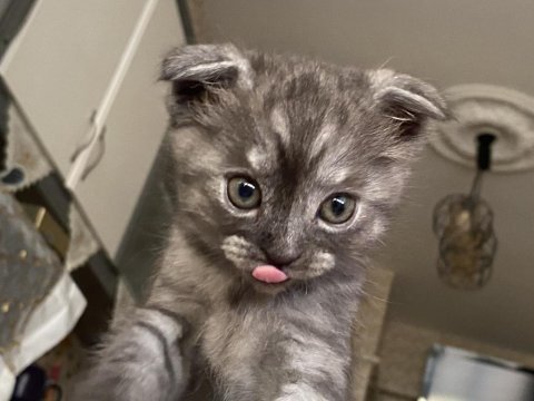 British shorthair ve scottish longhair