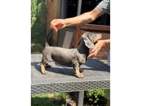Orjinal dachshund (sosis) yavrunuz