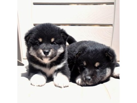 Shiba inu minyatür yavrular