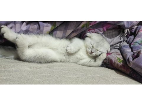 En iyi dost scottish fold