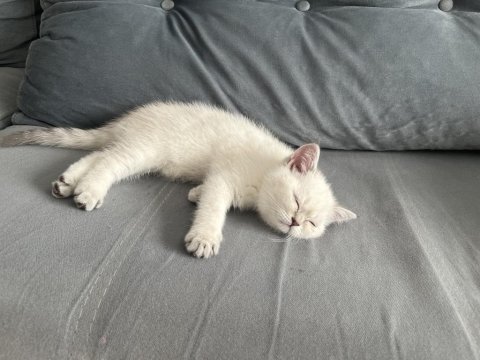3 aylık dişi british shorthair
