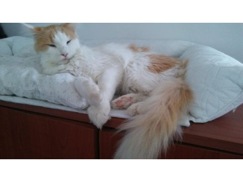 Main coon dişi kedimiz