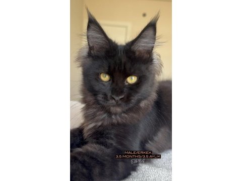 Her ile teslim renk renk xxl şampiyon maine coon yavrular