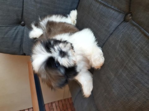 Şecereli shih tzu yavrular