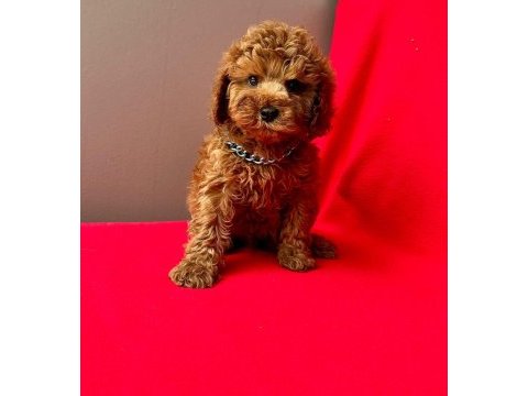 Safkan toy poodle bebekler
