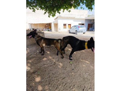 Belçika malinois (kurdu)