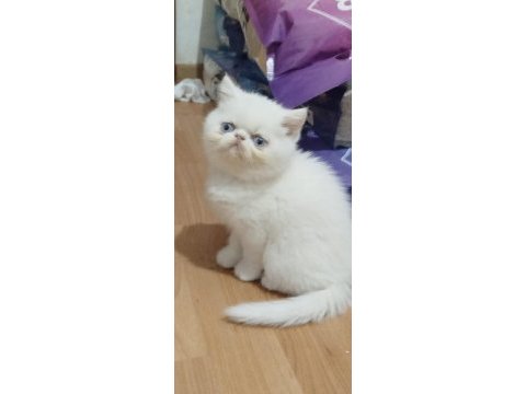 Exotıc shorthaır erkek 
