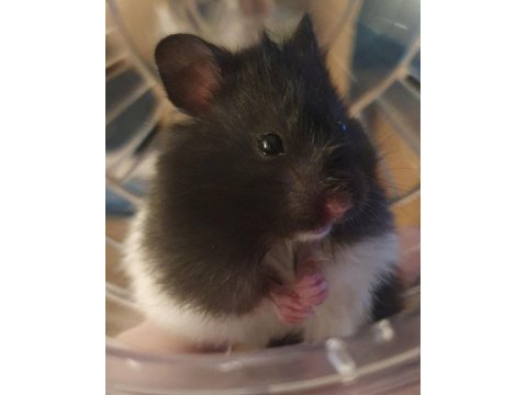 Hamster gonzales yavrularımız heryere gönderim