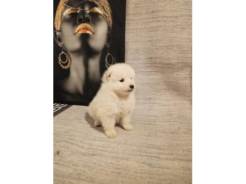 Safkan samoyed yavrular