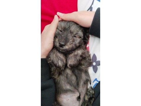2 aylık maltipoo