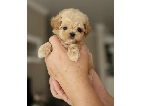 Kore teacup maltıpoo yavrularımız