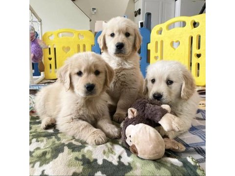 Golden retriever yavrularımız evinizin neşesi olacaktır
