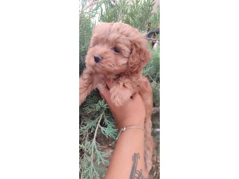 Maltipoo dizayn güzellikler