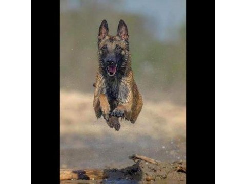 Hayat kısa malinoisler uçuyor
