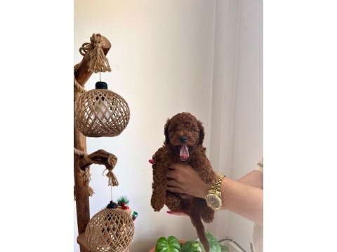 Çok tatlı, red brown, orijinal toy poodle yavruları