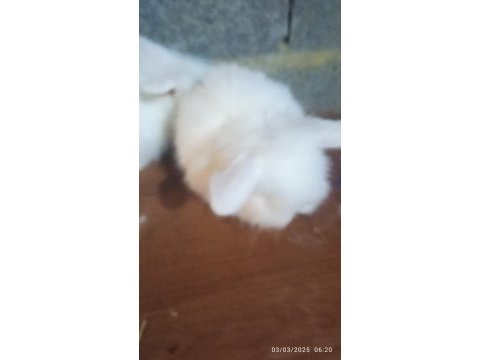 Teddy lop tavşanı yavrular