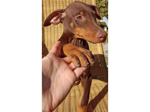 Kızıl asıl doberman yavru