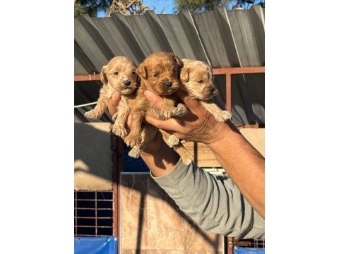 Maltipoo bebişler