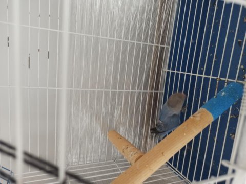 1 aylık mutasyon sevda papağanı