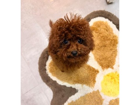 Safkan orjinal toy poodle teacup