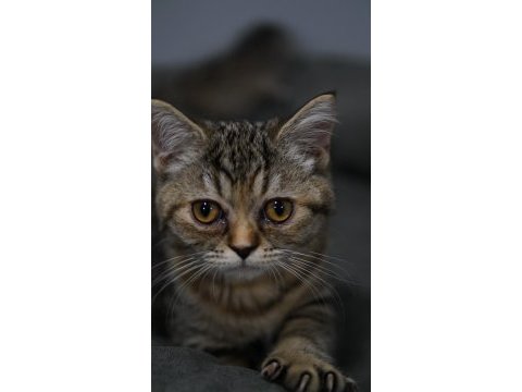 Veteriner kontrolünde sağlıklı british shorthair yavrular
