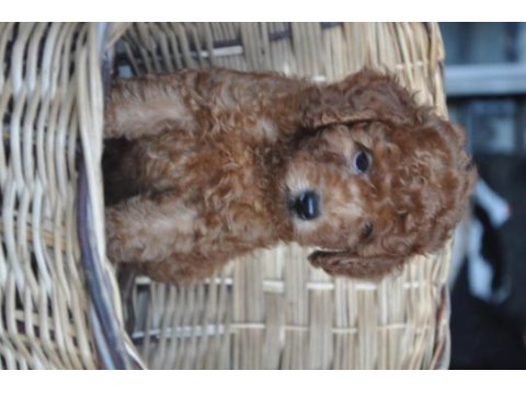 Poodle yavrularımız mevcuttur