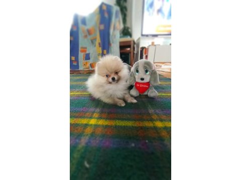 Minnak pomeranian boo bebekler