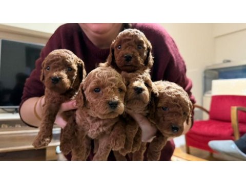 Toy poodle yavrular
