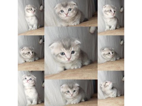 Muhteşem mavi göz ve tip scottish fold