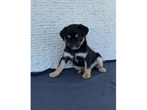 Black tan pug mops özel olmak isteyenler