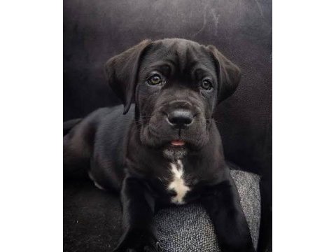 A scrli anne babadan cane corso yavrular kapıda ödeme
