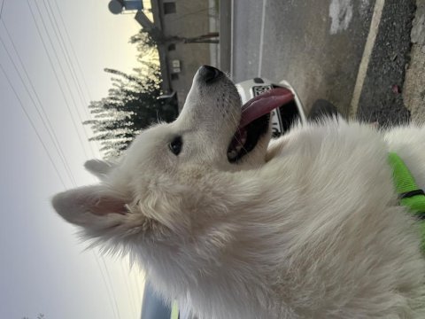 Erkek samoyed 1 yaşında