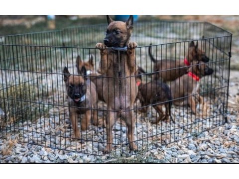 Kral babadan malinois yavrular