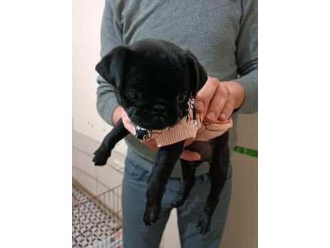 Siyah 45 günlük dişi pug