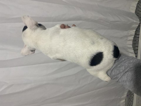 Panda surat fransız bulldog