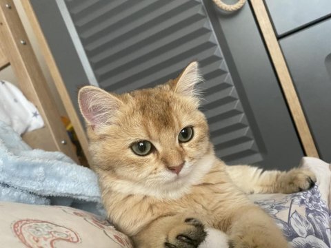 Şecereli anne babadan güzel british shorthair yavrum